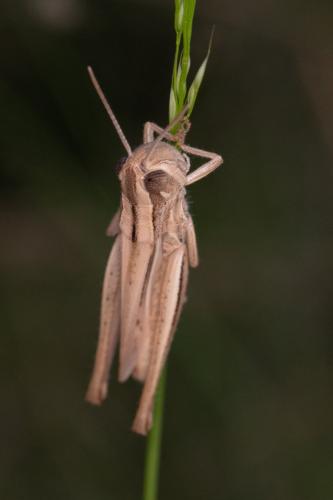 Euchorthippus elegantulus